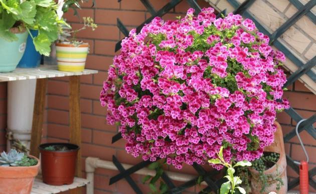 10种花,再心疼也要搬出去“狠狠晒”,越晒花朵越多,越香浓