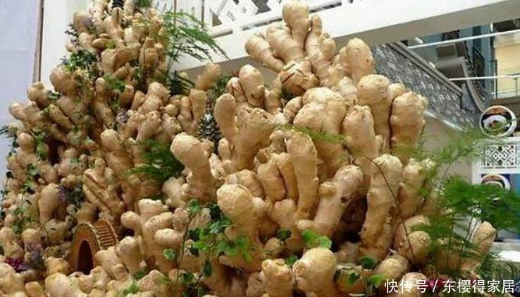 阳台盆栽生姜,简单4步走,叶绿当花赏,不用再去买,自给自足