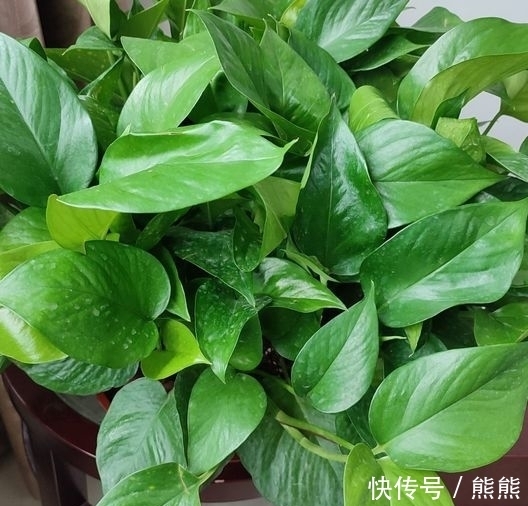 和睦花|立冬后,养什么花?以下3种“和睦花”,寓意事事顺心家人和睦