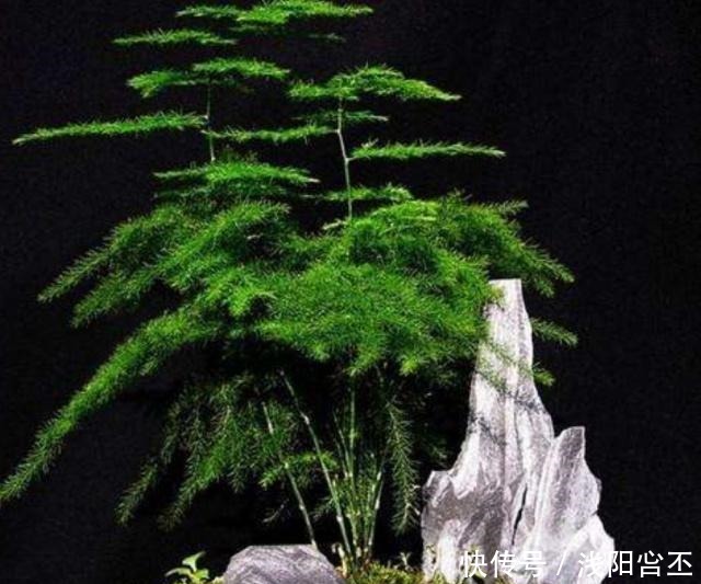 天热了,做好文竹养殖“三部曲”,不黄叶,新芽“窜”不停!