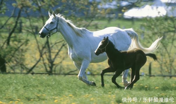 财富|大金马出生这几个月的属马人，事业兴旺，财富不愁，生活乐滋滋