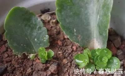 发芽|家里养4种花,叶子掉盆里,15天生根发芽,1盆能变20盆,好养活