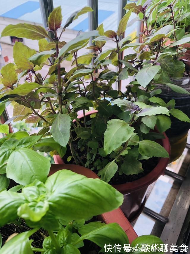 夏天养花,这个地方千万别摆,否则3天死翘翘