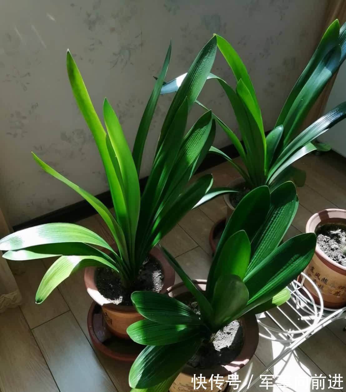 成龄|君子兰冬天要“富养”,2个基础,四个关键,做好就能开大花