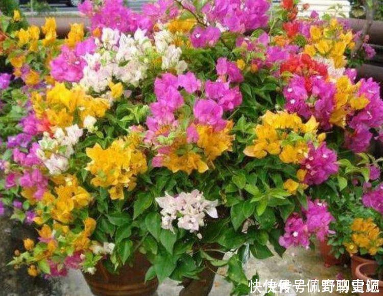 杜鹃花|4种花养家里，福旺运旺财更旺，阵阵花香，花朵大！