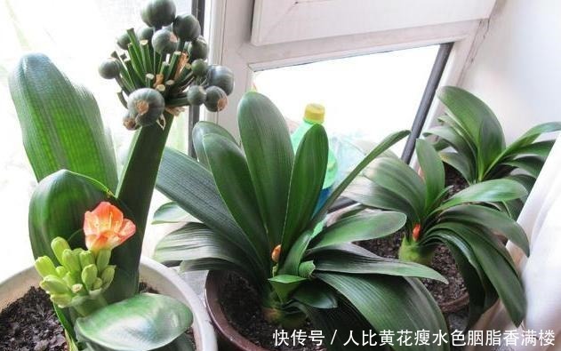 养君子兰,两种“黄水”多喂喂,叶片碧绿,一年能开上好几趟花!
