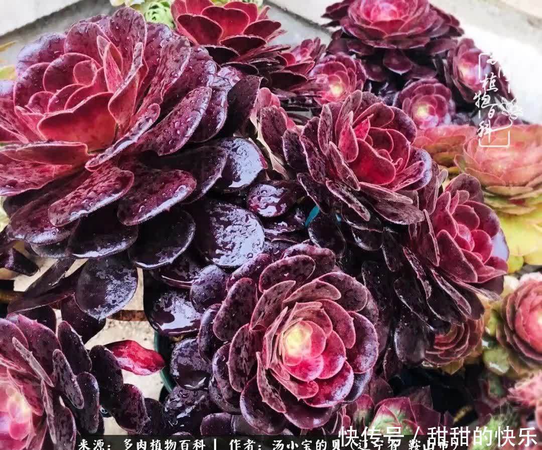 蚧壳虫|远嫁他乡,多肉是我孤寂时最美的陪伴!