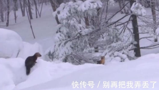 人类!“东北三宝”濒临灭绝,仅因毛色好看,便遭到人类大肆捕杀