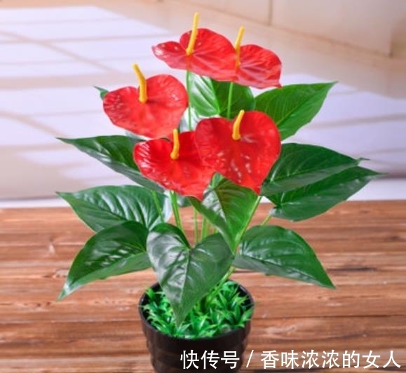 长势|秋冬家里采光差,可以种上3种花,有点散光就能开灿烂,美极了