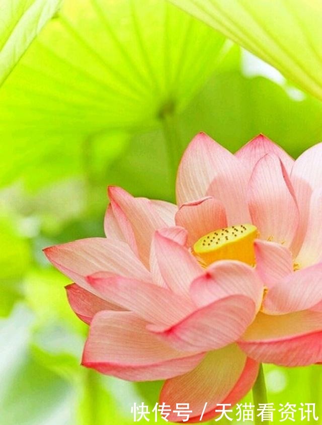  经典语录|激励人心的经典语录，句句有内涵，读读受益匪浅