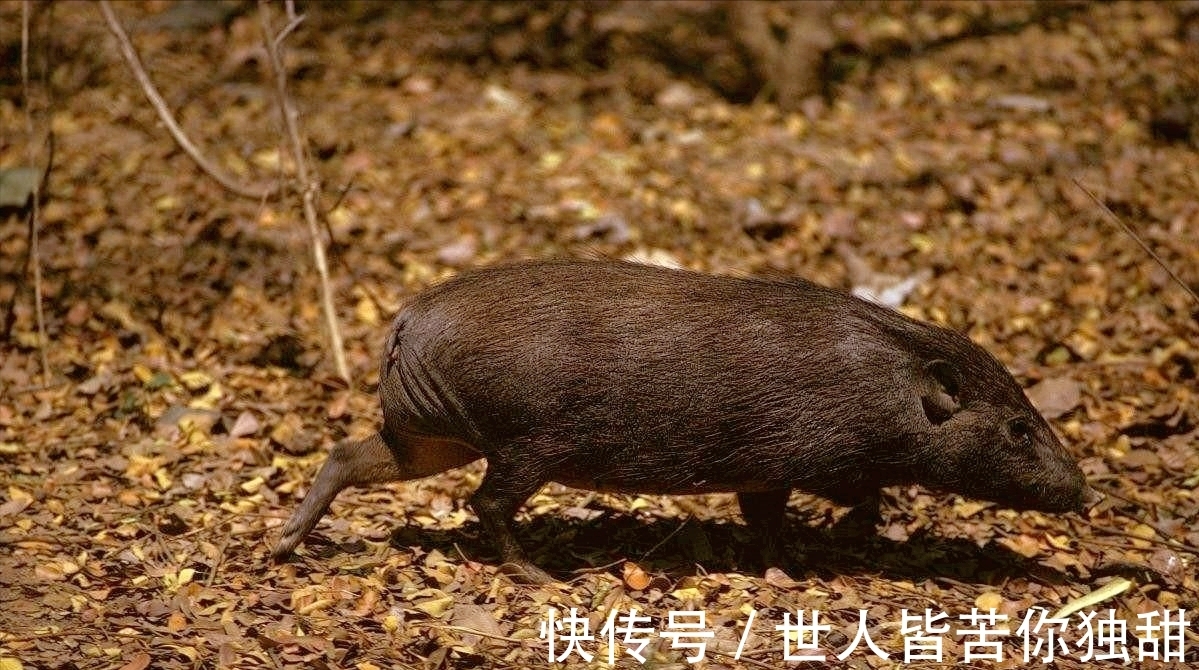 食肉动物|10条新鲜好玩的冷门小知识，你知道多少呢？