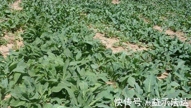 高价菜|农村一种野草,10年前被炒到上百元一斤,如今1元一斤成笑柄