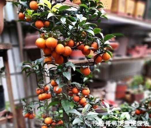 树桩|这种植物的果子挂枝头很像灯笼，是观果盆景的上好品种，你喜欢吗