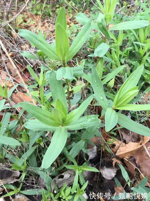 时节|山苜楂菜,鲜嫩又有营养,别错过了这时节吃,不然你得再等一年