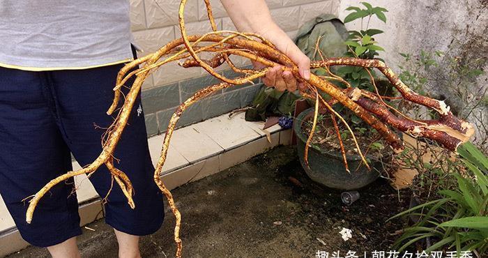 这种植物叶子似手掌，果实如毛桃，根茎煮汤喝能止咳，目前很珍贵