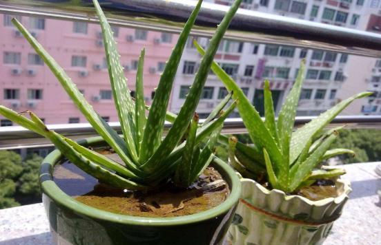 不会养芦荟,记住几个技巧,一年长到爆盆,叶片肥厚,呼呼冒芽