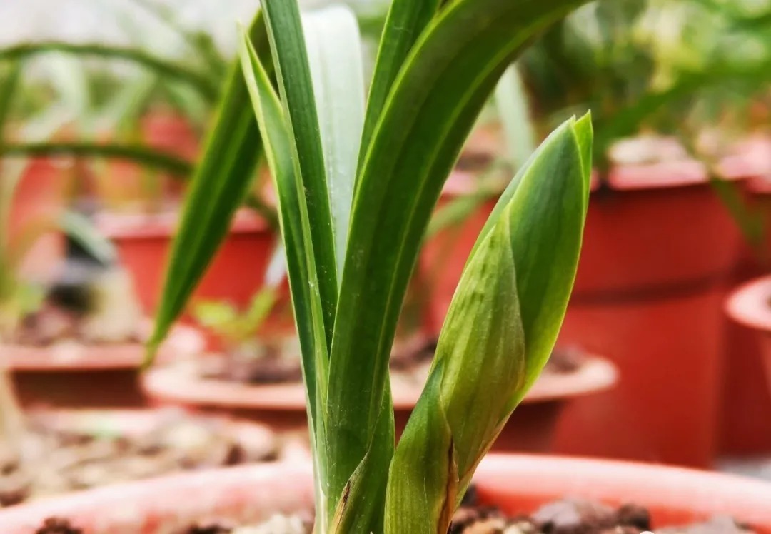 春兰|要想春兰花苞壮，立秋处暑室外放，兰友：简单方便又有效