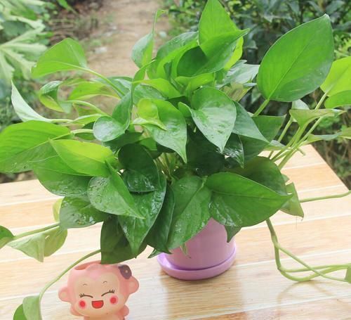  根系|养绿萝、发财树，一个月盆里喂2-3酒，不黄叶、根系壮、枝叶绿