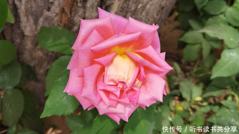 花花世界|紫色月季花在北京的花花世界中最显高贵
