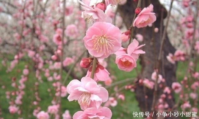 种植|最适合庭院、屋顶绿化种植的植物，各月开花顺序整理，不收藏吗？