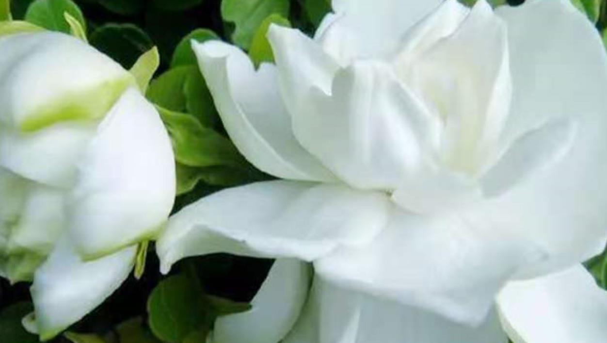 桂花|懂花的人，都爱养这5种花，漂亮好养易爆盆，寓意好还养人