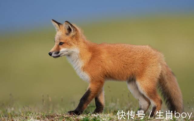 天蝎座|怪脾气，臭性格，内心柔软甜如蜜，但爱上就让人无法自拔的星座