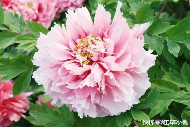 始吐|皮日休:落尽残红始吐芳，佳名唤作百花王