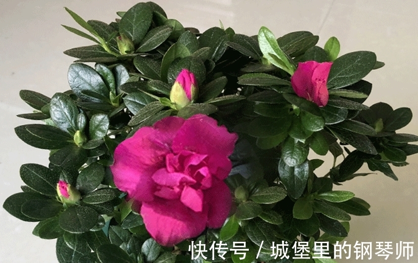 花盆|四类花卉不能随便换盆，换不好容易挂掉，要掌握好时间和方法