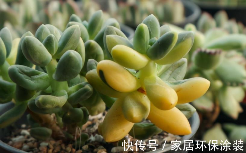 夏季|三伏天入手多肉,做好这些小事情,不烂根,养得好