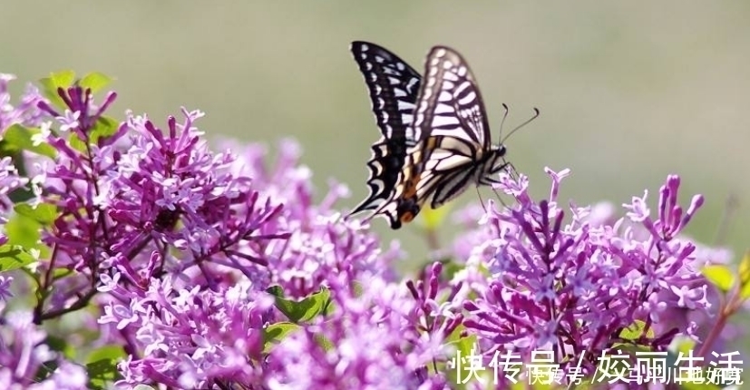 女人|这几个出生日尾数的女人，一辈子桃花运旺盛，到老都有人惦记！