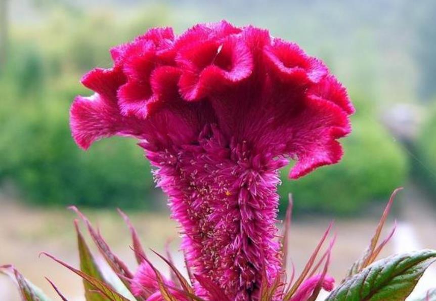 3种花美的出奇,不仅花好看,名字也好听,养在阳台开成花海