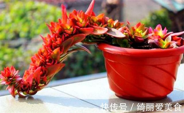 喜欢多肉就选这1款,火红喜庆颜值高,只要4招,养成垂吊悬崖桩