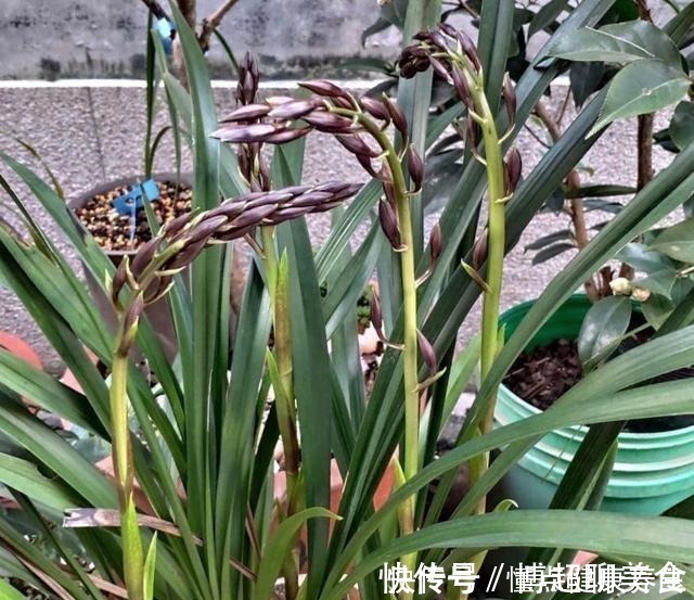 喷洒|养兰花牢记“2勤、1控制”,即使养在塑料桶里,也能满盆冒花苞!