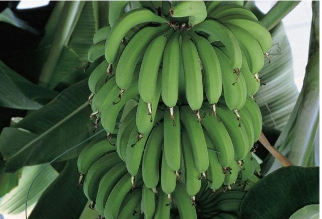 水果|三种水果要少吃,越吃湿气越重,可惜很多人不重视!