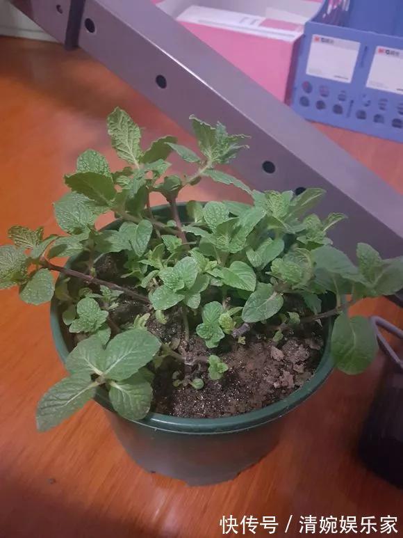 咋“折腾”都不死的4种花,越修剪越旺,很难养死