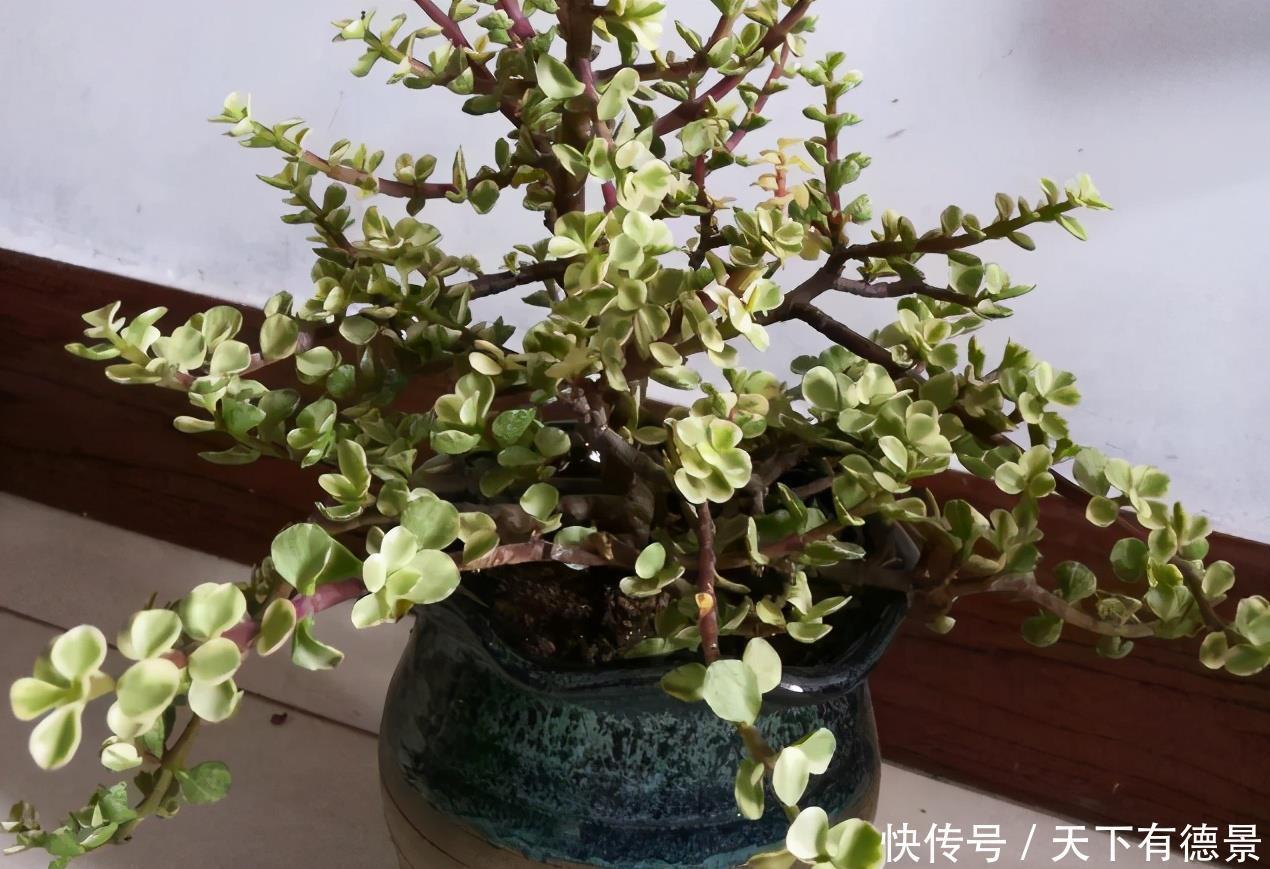 盆栽|养好金枝玉叶简单,注意3点,盆栽有状态、更漂亮,易成老桩