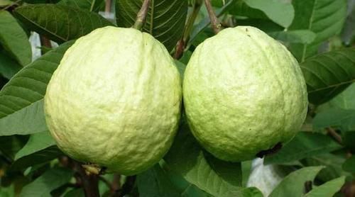 减肥|生理期后多吃以下3种食物,体重“自觉”下降,你可以试试