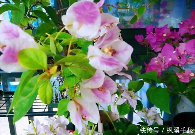 我的三角梅没控水,依然爆花,一波接一波,两个小技巧教给您!