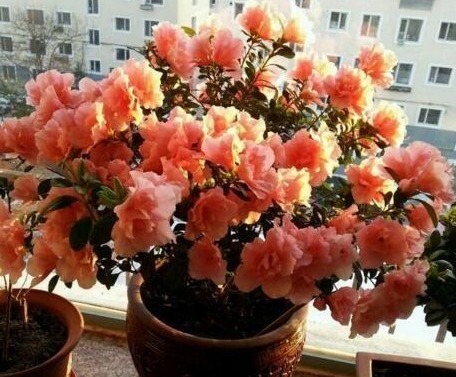 “2种天天花”家里养一盆，一年300多天有花看，好养又漂亮，值！