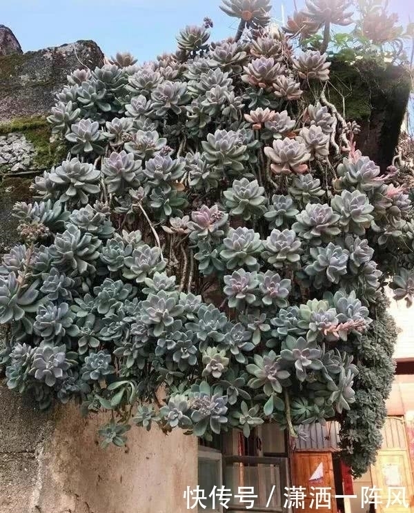 小陈|她把多肉种在阳台,一直长到楼下,天天被邻居投诉!