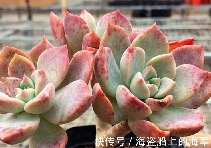 浇水|多肉中的美人胚子红粉佳人,掌握5个技巧,叶片变成多种色彩