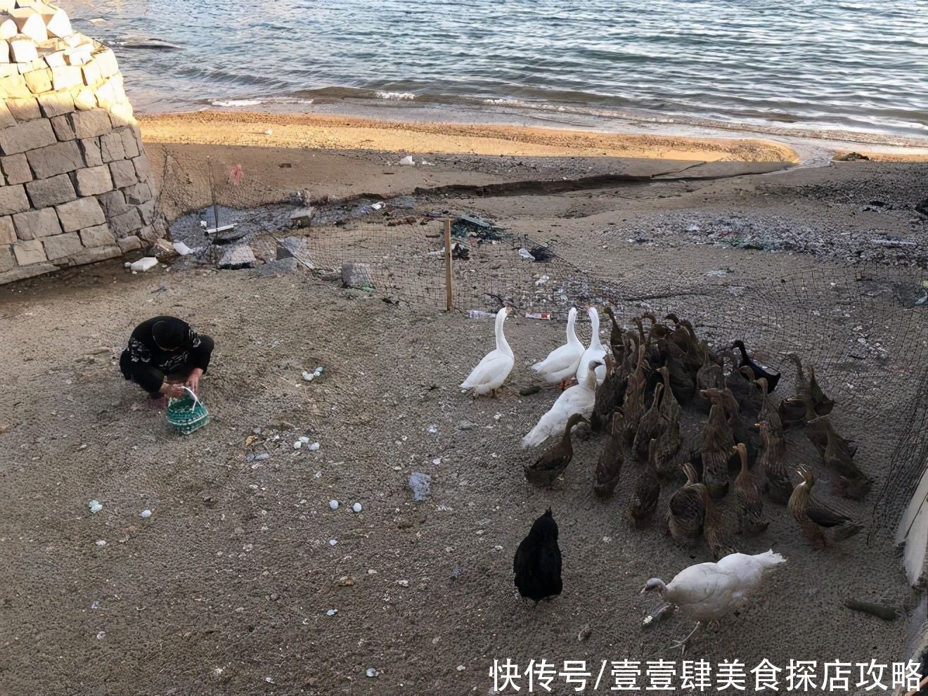 茶园|山东青岛崂山幸福海边民宿海景房，私家茶园和果园，海鸭蛋随便捡