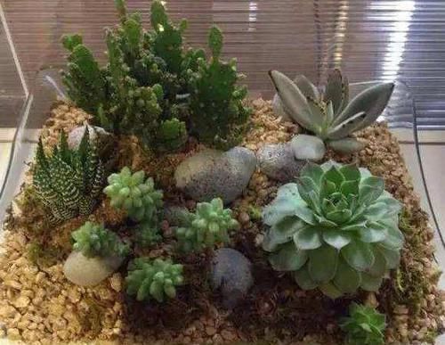 养花|除了花盆之外，这些东西也是绝佳的养花神器，你用过吗？