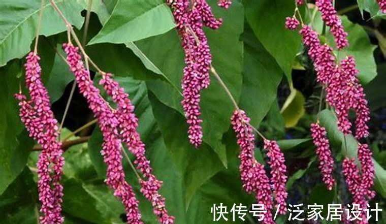 鹅掌柴|从9月16日开始,家养此款花卉,个个开花漂亮,盛开时繁花似锦