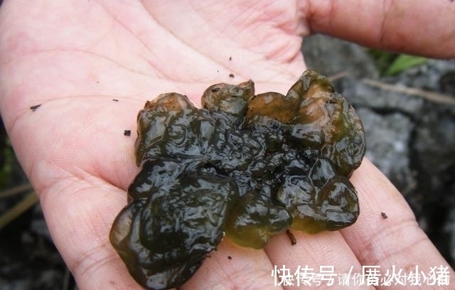 农村这东西看着非常恶心，下雨后出现是人们争相抢食的美味