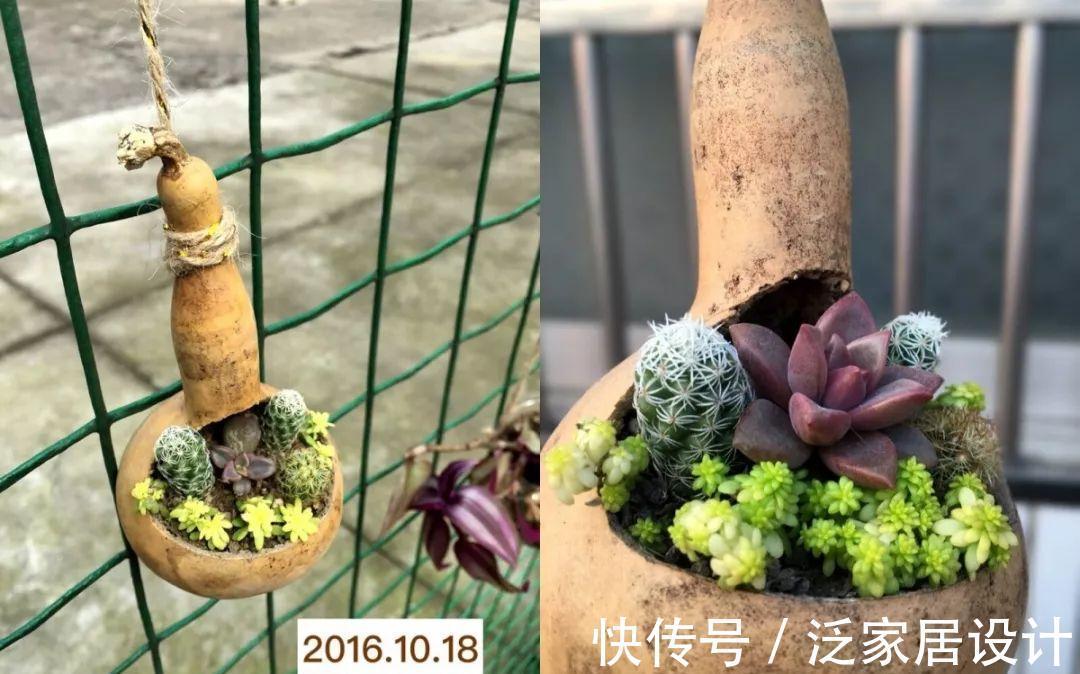 叶插|用葫芦种多肉，一养就是三年，邻居给钱都不卖