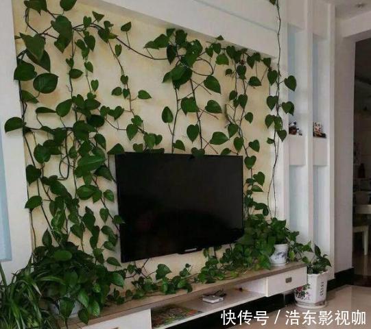 新手养花别再首选绿萝了，它们好看又好养，盆栽生命特坚强