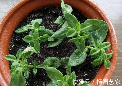 太阳花|天凉后，建议扦插4种花，“生根”后稍加养护就开花