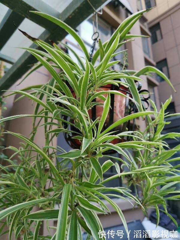 养花一定要会养根,根系长得壮,植物才有精神