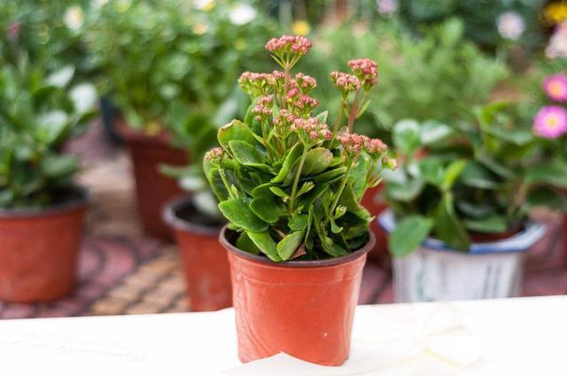 长寿花“开败了”，其实花期没结束，剪几刀加点肥，再开一茬！